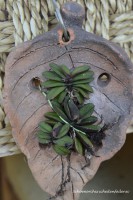 /album/orchideje4/n-schoenorchis-schedenfadenii-jpg/